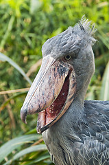 Image showing Shoebill 