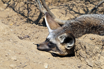 Image showing Bat-eared fox