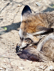 Image showing Bat-eared fox