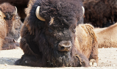 Image showing Bison