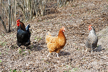 Image showing Rooster and hens 