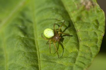 Image showing spider