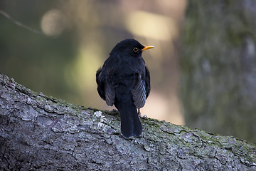 Image showing blackbird