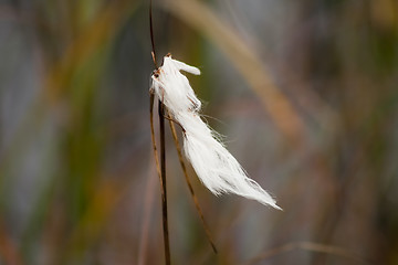 Image showing cottongrass