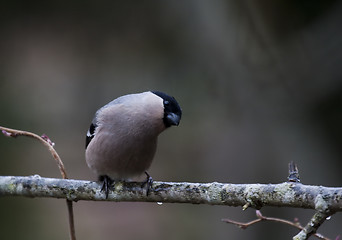 Image showing female bullfinch