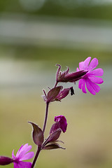 Image showing red campion