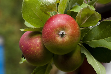 Image showing apples