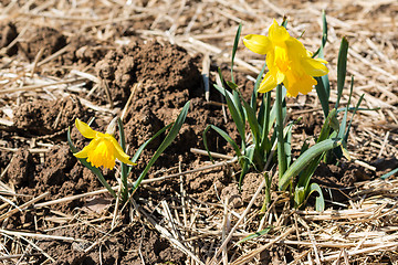 Image showing young daffodils 