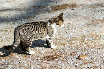 Image showing Cat and mouse