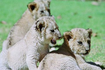 Image showing baby lion cub