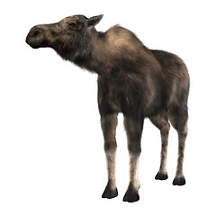 Image showing Female Moose 