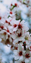 Image showing Cherry Tree