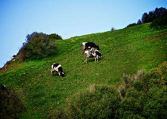 Image showing Cows on Meadow