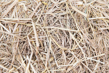 Image showing dry grass or hay texture