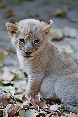 Image showing Baby lion