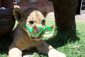 Image showing baby lion cub