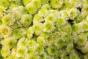 Image showing beautiful chrysanthemums flowers