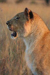 Image showing Lion