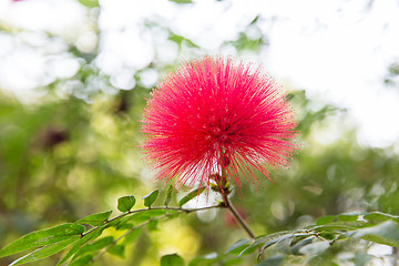 Image showing beautiful exotic flower