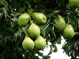 Image showing Pear Tree