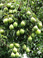 Image showing Pear Tree