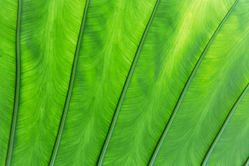 Image showing green palm tree leaf