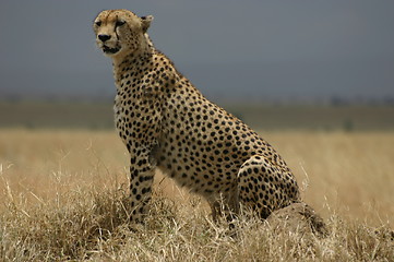 Image showing Cheetah in Zimbabwe