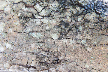 Image showing tree trunk bark texture