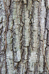 Image showing tree trunk bark texture