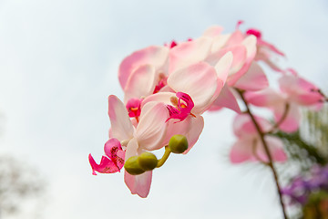 Image showing beautiful orchid flowers