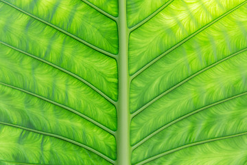 Image showing green palm tree leaf