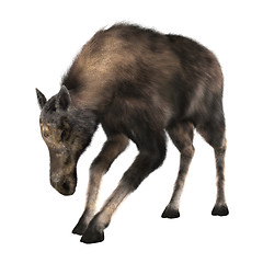 Image showing Female Moose