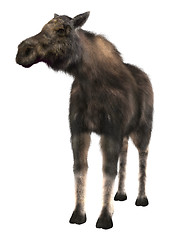 Image showing Female Moose