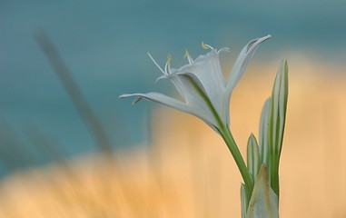 Image showing White flower