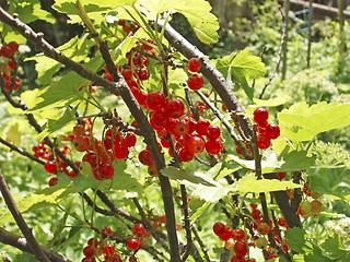 Image showing Garden