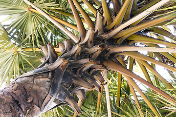 Image showing Crown of tropical palm