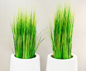 Image showing Decorative green grass in white vases