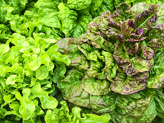 Image showing Fresh lettuce growing in the garden