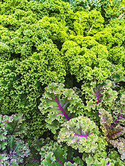 Image showing Curly lettuce in summer vegetable garden