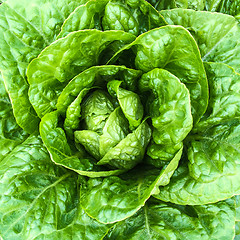 Image showing Close-up of green butterhead lettuce