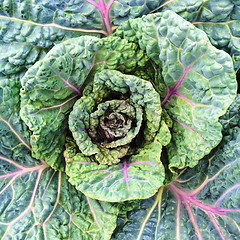 Image showing Colorsa Savoy cabbage