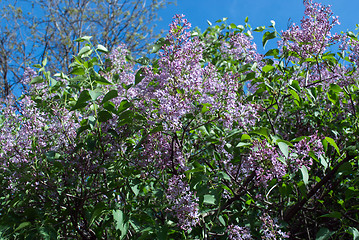 Image showing lilac