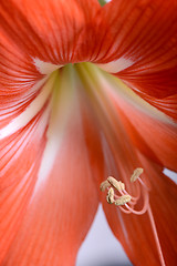 Image showing beautiful red gladiolus, close up