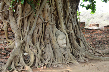 Image showing The head of the sandstone buddha image in Ayudhya