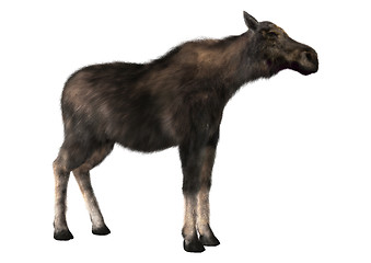 Image showing Female Moose