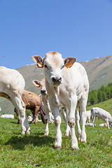 Image showing Free calf on Italian Alps