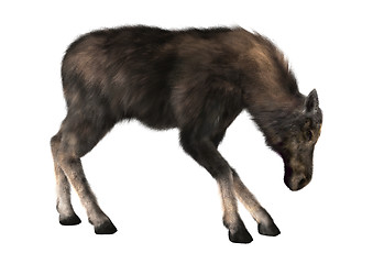 Image showing Female Moose