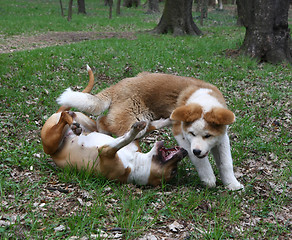 Image showing Playing dogs