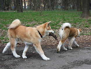 Image showing Puppies