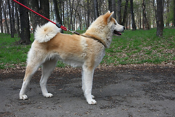 Image showing Akita Inu 